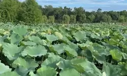 荣耀战国双开神器 轻松一键搞定荣耀战国挂机双开